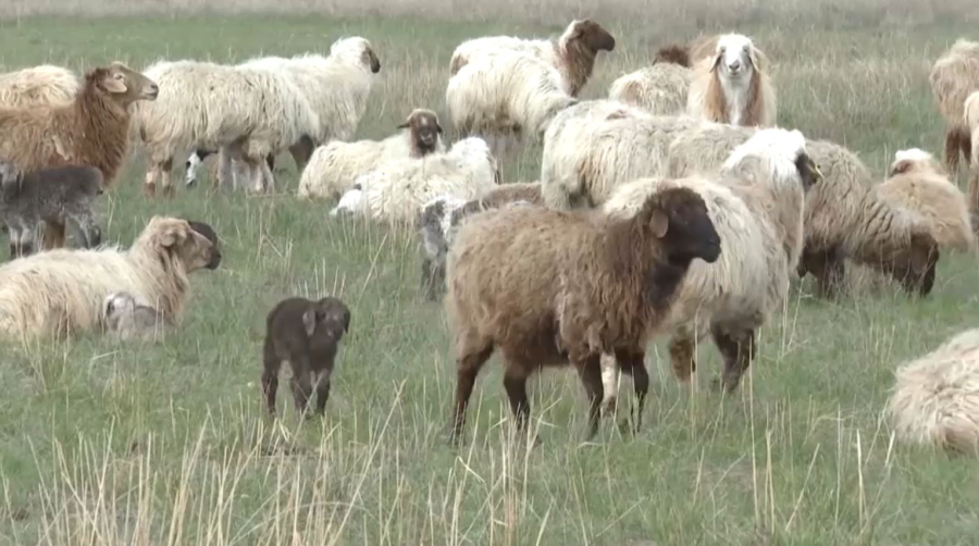 Елімізде ауыл шаруашылығы санағына 5 мыңға жуық респондент қатысты