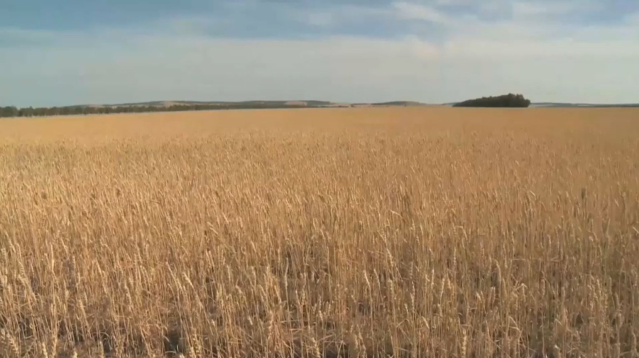 Ақмола облысында егін орағы аяқталды