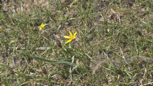 Шымкентте үш мыңнан астам жер теліміне қатысты қаулы күші жойылатын болды