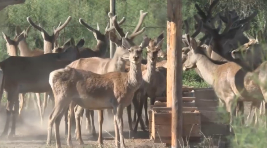 Түркістан облысында бұқар бұғысы көбейді