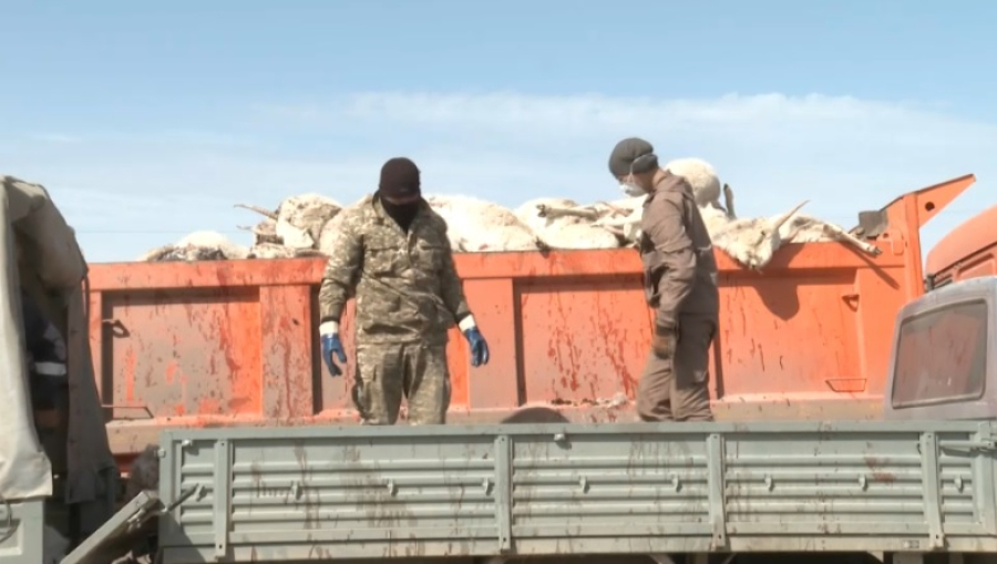 Причину массовой гибели сайгаков в Улытау выясняют специалисты