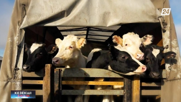 Жетісу облысында барымташылар ұсталды