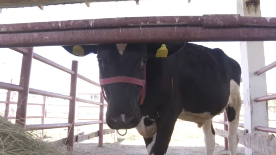 В Казахстане пересматривают систему господдержки АПК