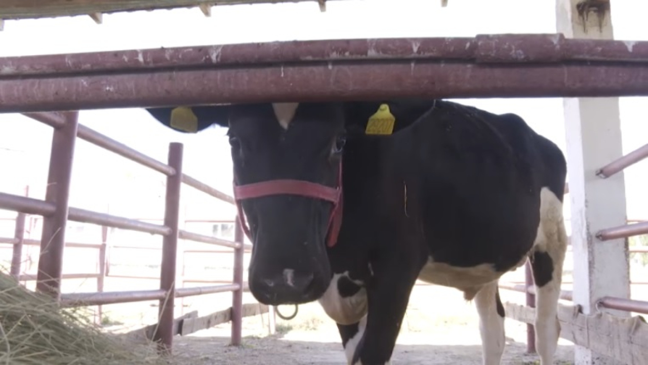 В Казахстане пересматривают систему господдержки АПК