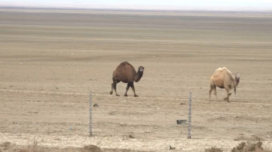 Саксаул высадят для защиты экологии