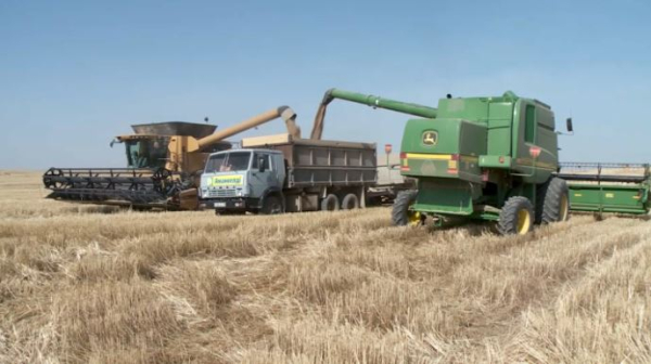 Учёные нашли способ увеличить урожайность зерновых в Шымкенте