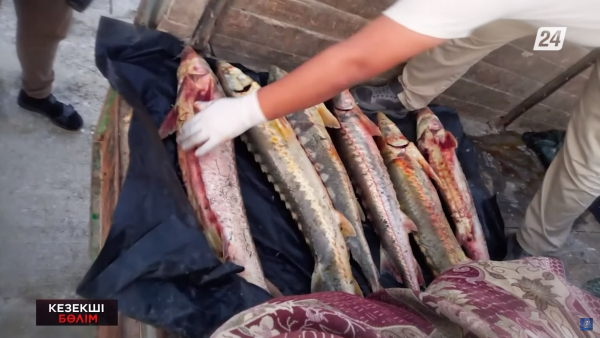 Балық браконьерлері 3 жылға дейін сотталуы мүмкін | Кезекші бөлім