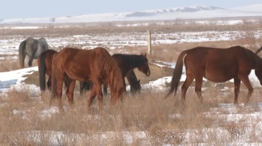 69 краж скота раскрыли в Алматинской области