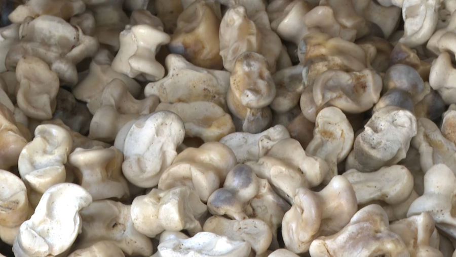 Ақтөбе тұрғыны төрт мыңнан астам сиыр асығын жинаған