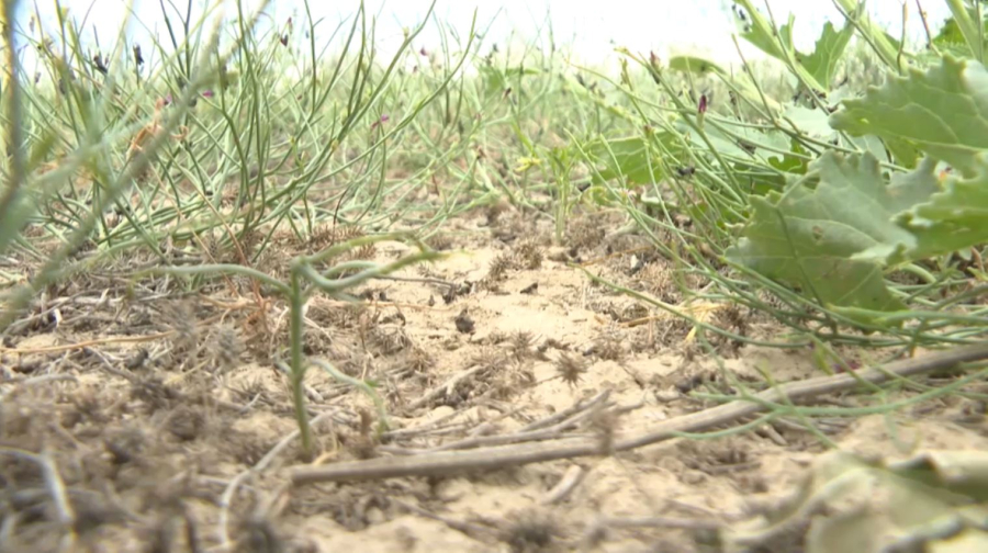 Шегірткеге қарсы күрес шаралары 844 мың гектар аумақта жүргізіледі