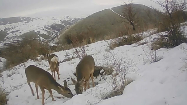 Редкие животные попали в фотоловушку в Туркестанской области