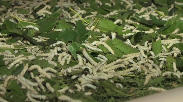 Жетісайлық шаруалар тұт ағашын өсіру арқылы жібек құртын өндіреді