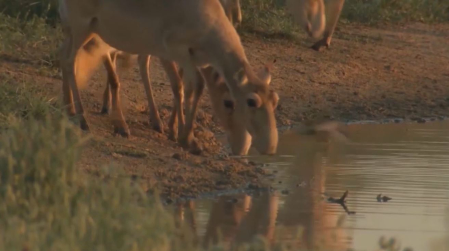 Елде киік мүйізі экспортталады