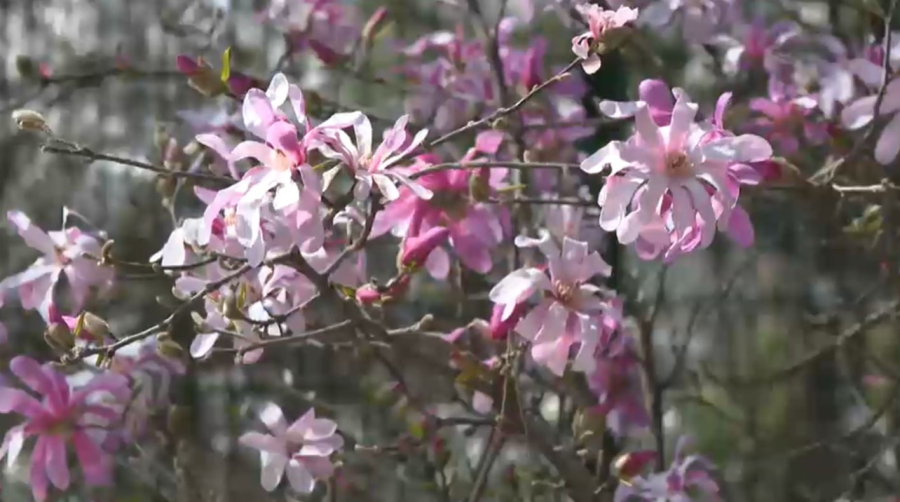 Ғажайып көктем: Алматыда магнолия гүлдеді