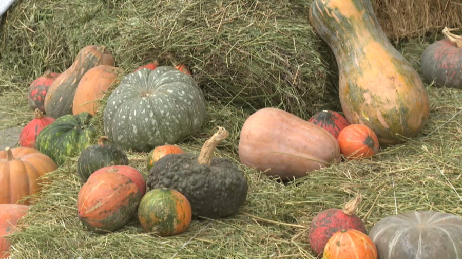 Казахстан укрепляет позиции на мировом аграрном рынке