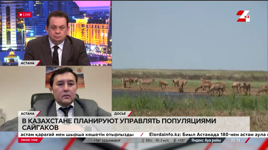 В Казахстане планируют управлять популяциями сайгаков. Аскар Абдрахманов