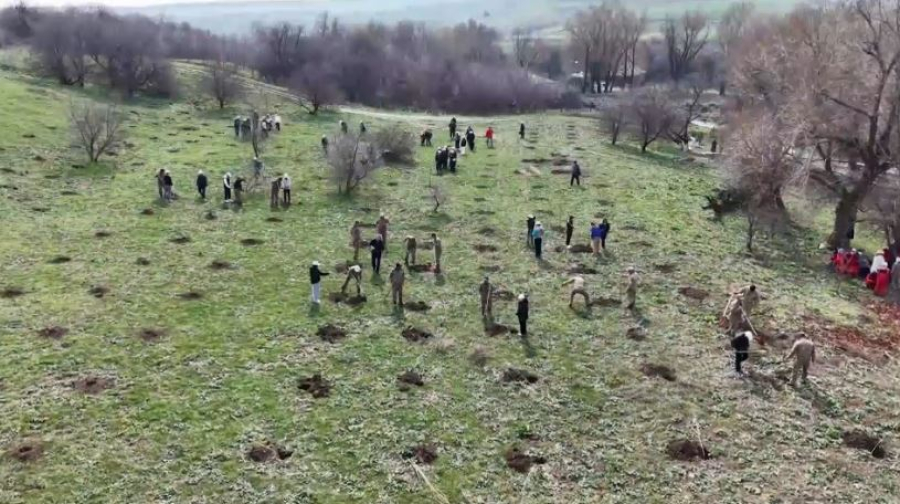 Миллион деревьев за год планируют высадить в Туркестанской области