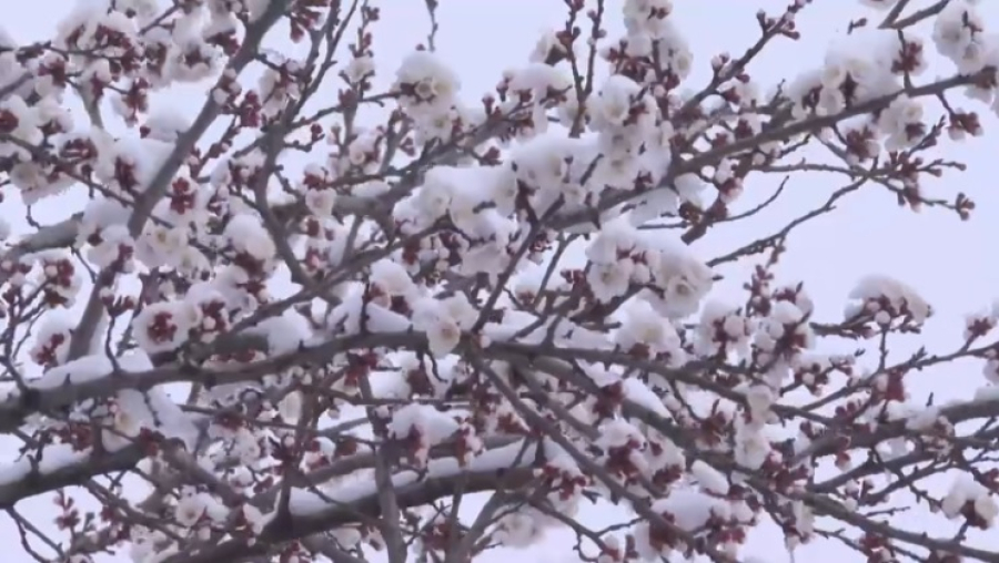 Цветущие фруктовые сады спасают от заморозков в Шымкенте