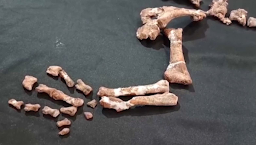 Аргентинада 230 млн жыл бұрынғы динозаврдың сүйегі табылды