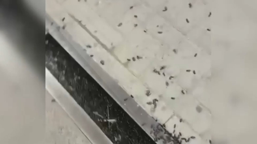 Бейнеуде қара қоңыз қаптады