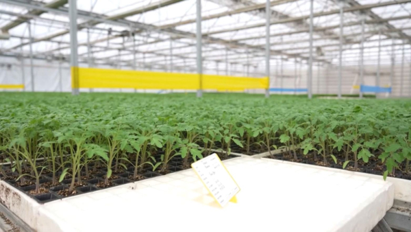 Түркістан облысында көшет өндірісі жетілдірілді