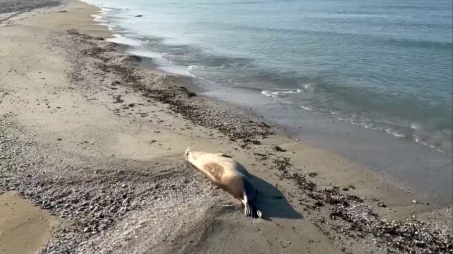 Маңғыстау облысында итбалық қырылды