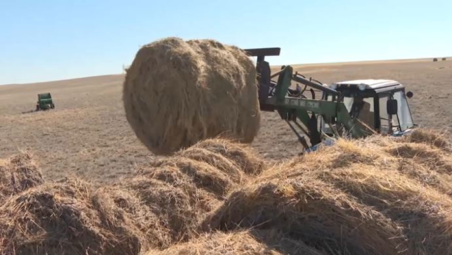 Предельную цену на сено установили в Атырауской области