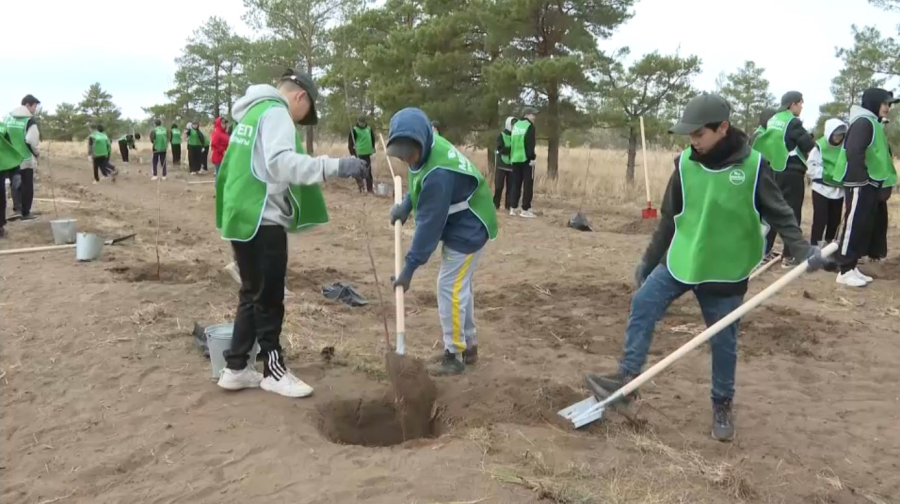 Восемь тысяч деревьев высадили в Актюбинской области