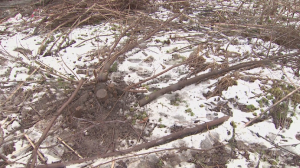 В Алматы незаконно вырубили 63 плодовых дерева