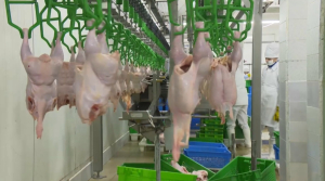 Объемы экспорта мяса птицы выросли в Казахстане