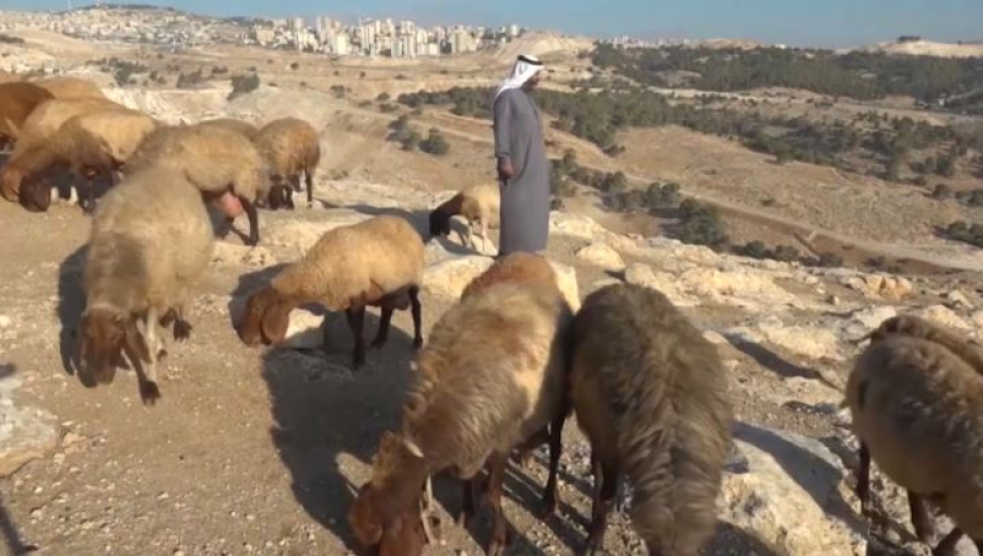 Бедуиндер дабыл қағып жатыр