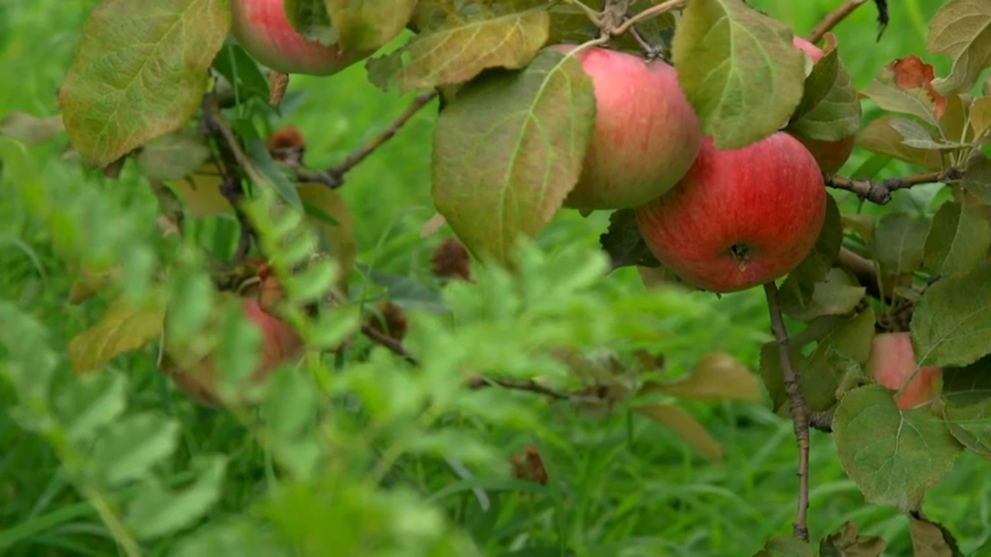 Іле Алатауында Сиверс алмасы гүлдеді