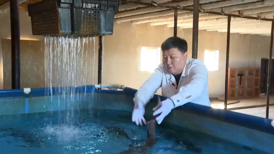 Қызылорда облысында тауарлы балық шаруашылығы көбейді