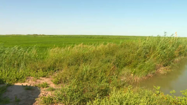 Қызылорда облысында суды үнемдеу технологиясы кеңінен енгізіліп жатыр