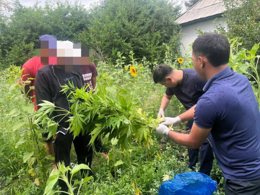 14 кустов марихуаны выращивал во дворе дома безработный житель области Жетысу
