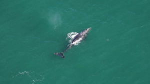 Редкого серого кита обнаружили в Атлантике