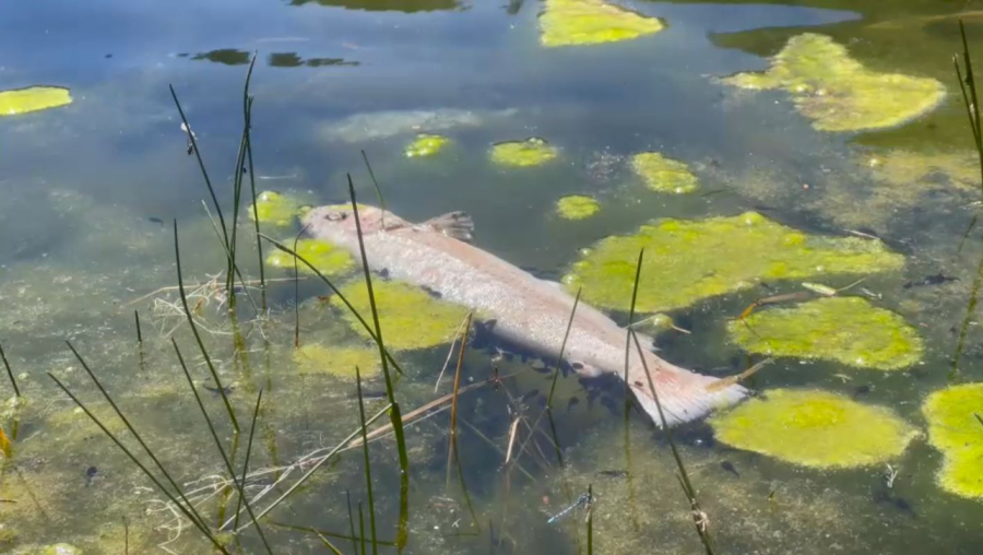 Испания жағалауын балдыр басты