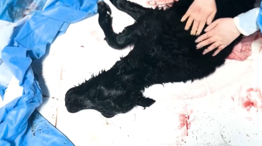 Қытай қодасты клондады