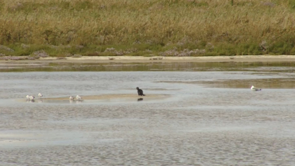 Казахстан подпишет соглашения по воде с Китаем и Узбекистаном