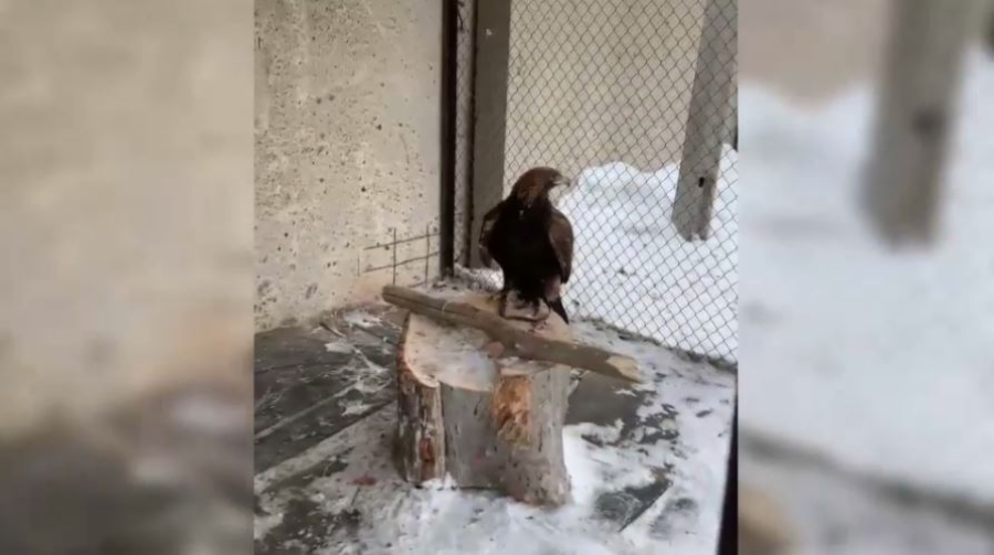 Канал контрабанды краснокнижных птиц пресечен в Павлодарской области