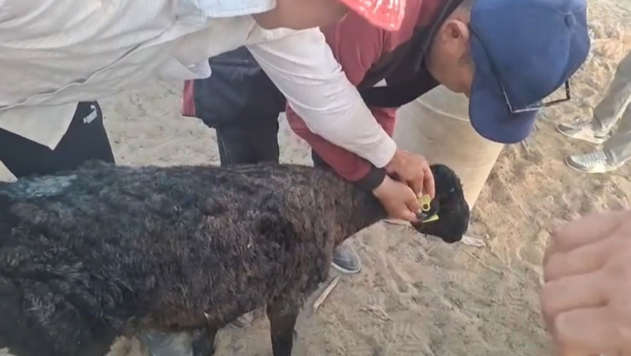 Ел аумағынан 250 бас қойды заңсыз шығармақ болғандардың жолы кесілді