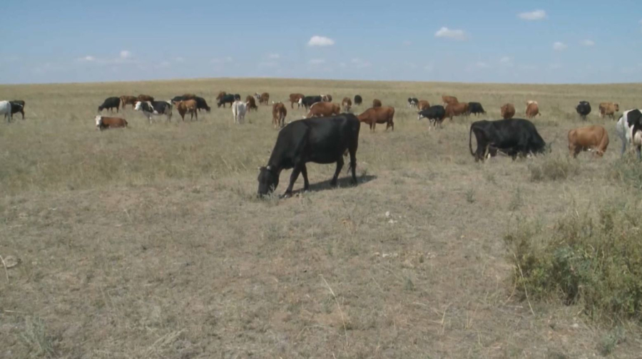 15 инвестпроектов в сфере животноводства реализуют в Костанайской области