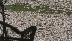Реку, где погибли тысячи рыб, очистят в Австралии
