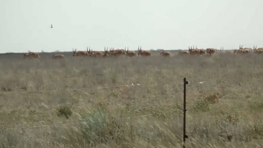 Численность сайгаков в Казахстане приблизилась к 4 млн