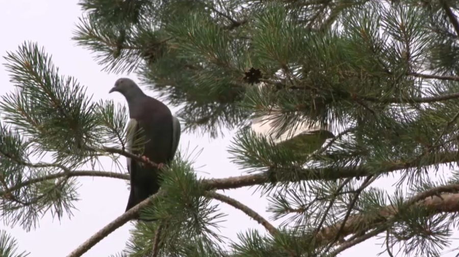 Алматыда құстардың түрлері азайып барады