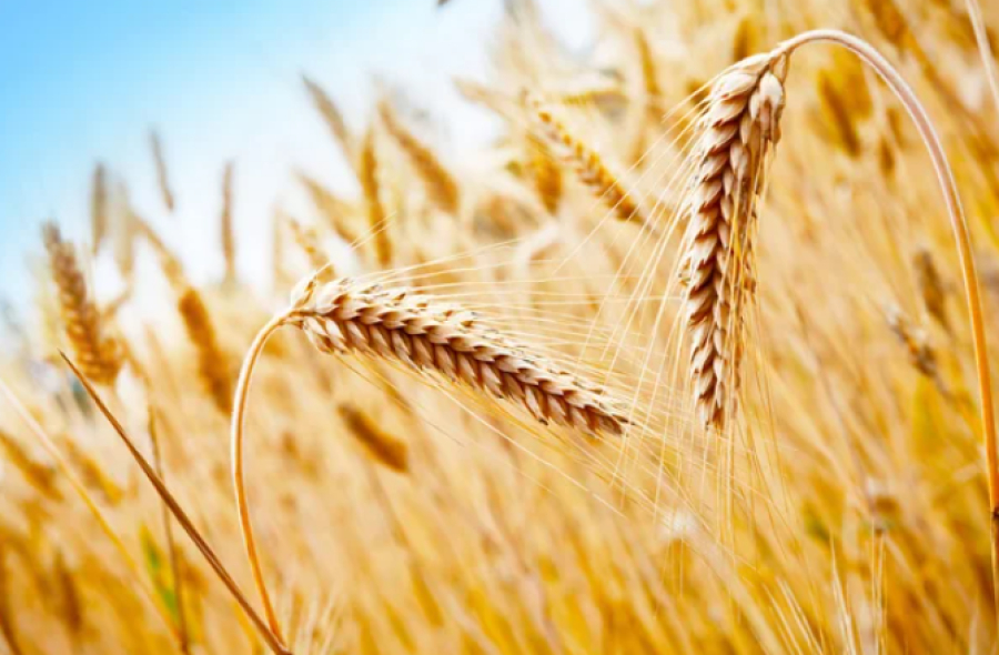 26,9 млн тонн зерновых намолочено в Казахстане