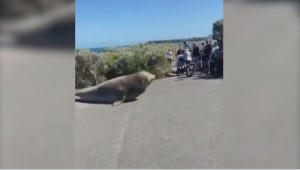 Тюлень забрёл в австралийский город