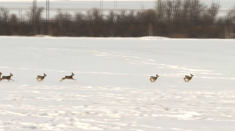 Заңсыз елік атқан браконьерлер сотталды