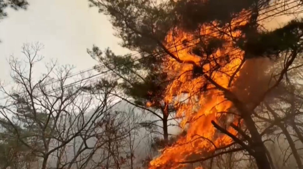Кореяда алты мың гектардан астам орманды алқап жанып кетті