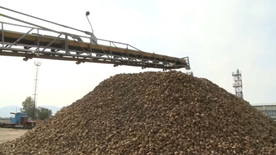 360 тысяч тонн сахарной свёклы собрали фермеры